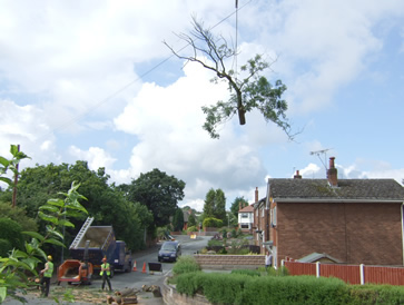Removing Tree With Crane